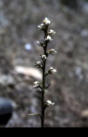odorata